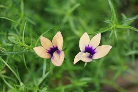 Image result for Monopsis zeyheri