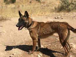 Belgian malinois, fransa ve belçika'da chien de berger belge olarak tanınan dört belçika çoban köpeği ırkından biridir. Belcika Malinois Facebook