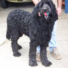 Toy poodle puppies for sale. Newfoundland Poodle Puppies For Sale Off 51 Www Usushimd Com