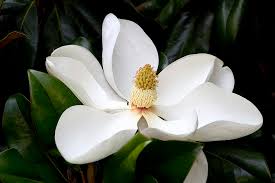Regal Southern Magnolia Blossom By Kathy Clark Magnolia Flower Magnolia Blossom Southern Magnolia