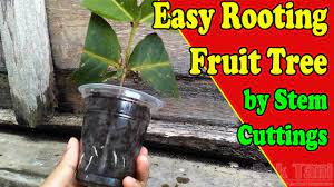 The owner of the property says these are blood plums, no details on the specific type.hit the like button, click subscribe, comment below, and share this. Rooting Water Apple Tree By Grafting Examples Youtube