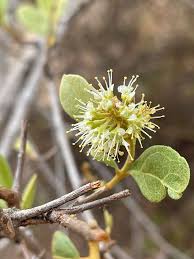 Image result for Combretum hereroense