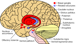The basal ganglia play a special role in motor function, and basal ganglia problems lead to particular motor deficits. Basal Ganglia Wikipedia