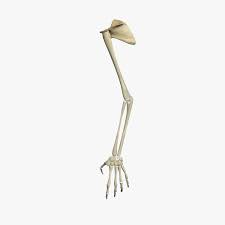 Human Skeleton Arm 3d Model Skeleton Arm Human Skeleton 3d Model Character