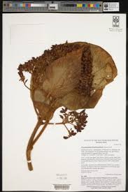 Image result for Clerodendrum fasciculatum