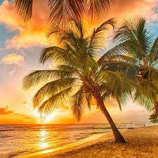 Sail away sunset background 20 nautical ps brushes abr. Palm Tree Tropical Beach Ipad Air Wallpapers Free Download