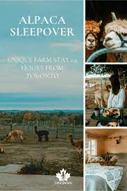 Alpaca Sleepover Unique Farm Stay 1 5 Hours From Toronto Farm Stay North America Travel Goat Farming