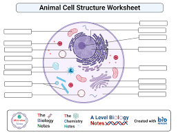 Printable grade 8 science cells worksheets. Animal Cell Definition Structure Parts Functions And Diagram