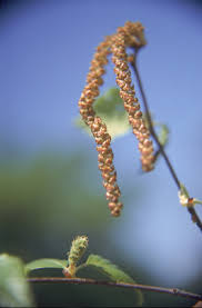 The tree is hardy to zone 3 and will grow on rocky, dry sites in the wild, but hot, dry sites should be avoided if possible. River Birch Ohio Department Of Natural Resources
