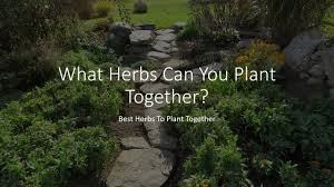 Maybe you would like to learn more about one of these? What Herbs Can You Plant Together Best Herbs To Plant Together Youtube