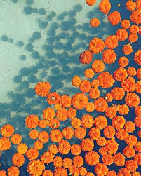 Collages intrigue the onlooker and are a fun and easy way to make your pictures aesthetic. Orange Marigold Plants Paint By Numbers Numpaint Paint By Numbers