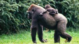 May 03, 2016 · silverback gorilla: Larger Testicles Linked To Greater Chance Of Being Unfaithful Research Finds Huffpost Uk Life