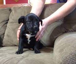 Check spelling or type a new query. Lab Mix Puppies For Sale In Dalton Ohio Classified Americanlisted Com