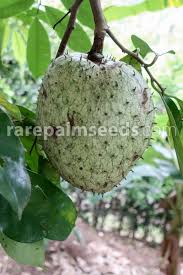 Image result for Annona muricata