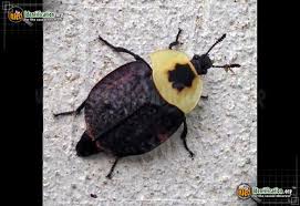 May 13, 2021 · as you can guess from its name, the striped markings help to identify this beetle. American Carrion Beetle Necrophila Americana