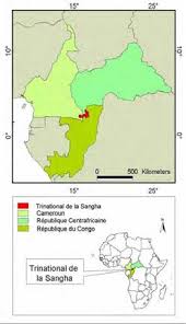 Image result for Orthopichonia seretii