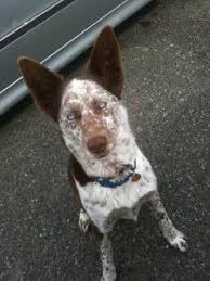 Black And White Australian Cattle Dog Mix Odin The Siberian Husky Australian Cattle Dog Collie Mix Allmutt Com Cattle Dogs Mix Australian Cattle Dog Mix Cattle Dog