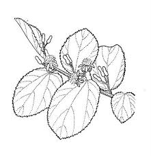 Image result for Grewia decemovulata