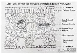 Dicot Leaf Record Diagram Leaf Structure Things Under A Microscope Leaves