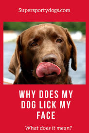 Why Does My Dog Lick My Face Super Sporty Dogs In 2020 Lab Dogs Chocolate Lab Find Pets