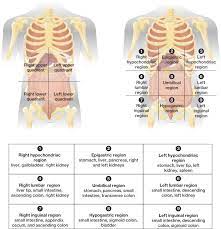 Figure 1.16 regions and quadrants of the peritoneal cavity there are (a) nine abdominal regions and (b) four abdominal quadrants in the peritoneal cavity. Anatomy Quadrants Anatomy Drawing Diagram