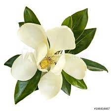 Magnolia Flower Top View Isolated On White Buy This Stock Photo And Explore Similar Images At Adobe Stock Magnolia Flower Flower Tops Flowers