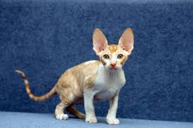Cat Colours Cat Colors Rex Cat Cute Cats