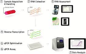 The Sequential Stages Of The Quantitative Real Time Pcr Workflow Download Scientific Diagram