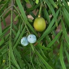 Image result for Afrocarpus