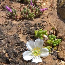 Image result for Aeollanthus breviflorus