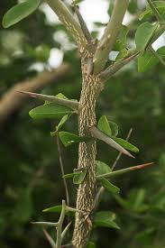 Image result for Balanites aegyptiaca