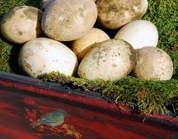 Small White Bird Eggs With Brown Spots Nest Egg Gourd Seeds Or Bird Egg Gourd Seeds Great Craft Gourds Gourds Plant Nursery Seeds