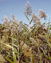 Image result for Phragmites mauritianus