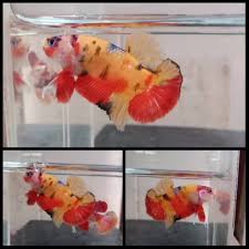 Permintaan pasar yang tinggi juga akan membuat harganya melambung. Shopee Indonesia Jual Beli Di Ponsel Dan Online