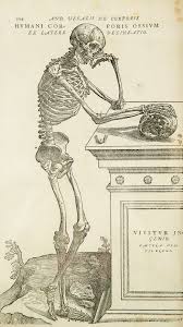 anatomy wikipedia