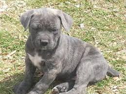 When someone is breeding puppies or breeding kittens, they are creating new dogs and cats who need homes. Cane Corso Pets And Animals For Sale Houston Tx