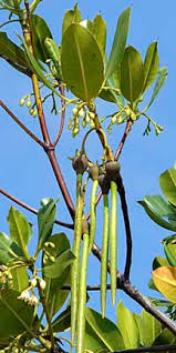 Image result for Rhizophora