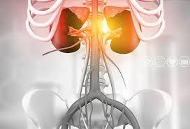Image result for Renal Function