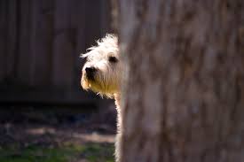 We would like to show you a description here but the site won't allow us. Soft Coated Wheaten Terrier Club Of America