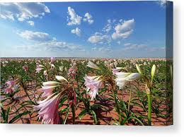 Image result for Crinum paludosum