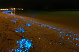This phenomenon has been called the sea of stars due to its glowing blue waves. Beach Sea Of Stars Maldives