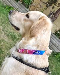 Sevgili Shila Ve Tasmasiyla Takim Bileklikleri Gorseli Yana Kaydirmayi Unutmayin Tasma Ile Takim Bileklikler Personalized Dog Collars Dog Person Pets