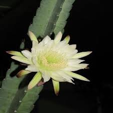 Infrequent deep watering of your san pedro's is better than frequent sprinkling. San Pedro Cactus Description Care And Uses Lorecentral