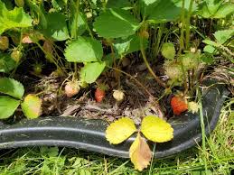 Maybe you would like to learn more about one of these? 3 Reasons Your Strawberry Leaves Are Turning Brown And How To Fix It The Practical Planter