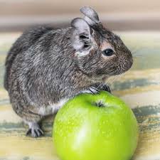 We did not find results for: Close Up Portrait Of Cute Animal Small Pet Chilean Common Degu Squirrel Sitting Ad Chilean Pet Degu Common Small Ad Degu Cute Animals Small Pets