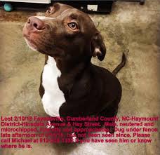 The labrador retriever is the most popular breeds in the united states, mostly due to its even temperament, high intelligence, and clean, attractive appearance. Lost Dog Chocolate Lab Mix In Fayetteville Pets Thepilot Com