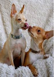 Is there a limit to how many c sections you can have? Dog S Cesarean Section Procedure And Costs Dog Discoveries