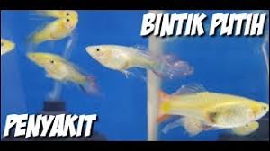 Solusi bintik putih ikan nila : Cara Mengatasi Penyakit Bintik Putih Pada Ikan Youtube