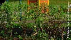 Image result for Ancistrorhynchus tenuicaulis