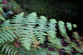 Image result for Histiopteris